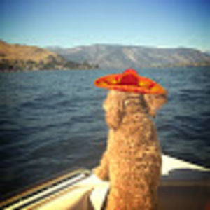 Meet your Posher, Paige